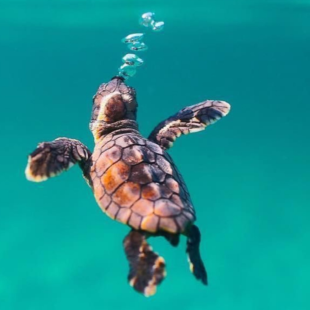 Meet your Posher, Leila